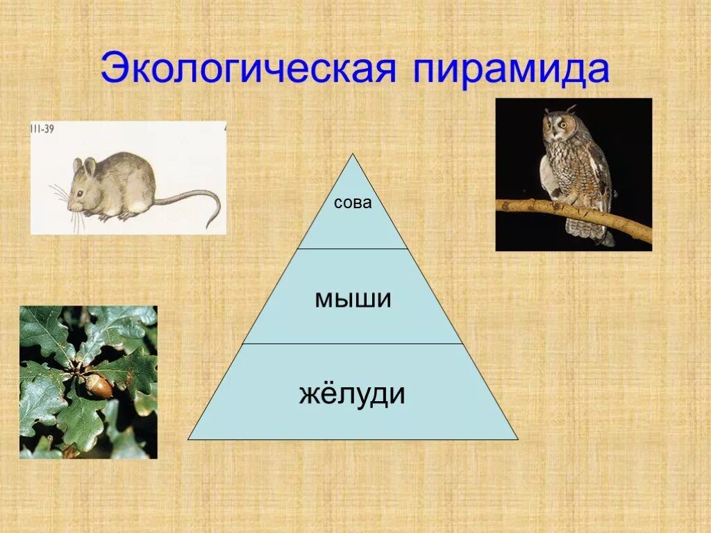 Цепь питания дуб мышь. Экологическая пирамида. цепи питания и экологические пирамиды. пирамида пищевой цепи. экологическая пирамида по окружающему миру.