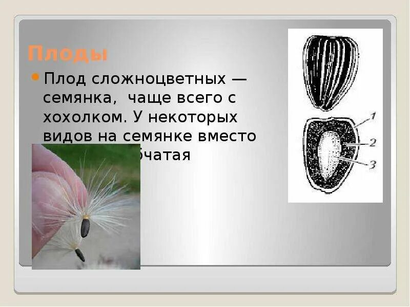 Плод семянка чертополоха. Семянка односемянный или многосемянный плод. Плод семянка характерен для. Околоплодник семянки. Сухие односемянные семянка.