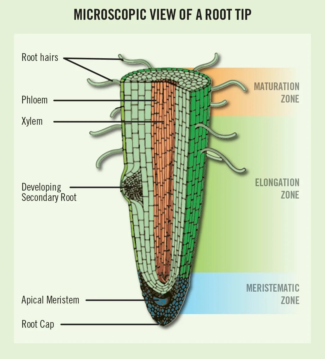 Корневой кончик. Внешнее строение корня схема. Клеточное строение корня зоны корня. Внутреннее строение корня продольный разрез. Внутреннее строение корня биология.