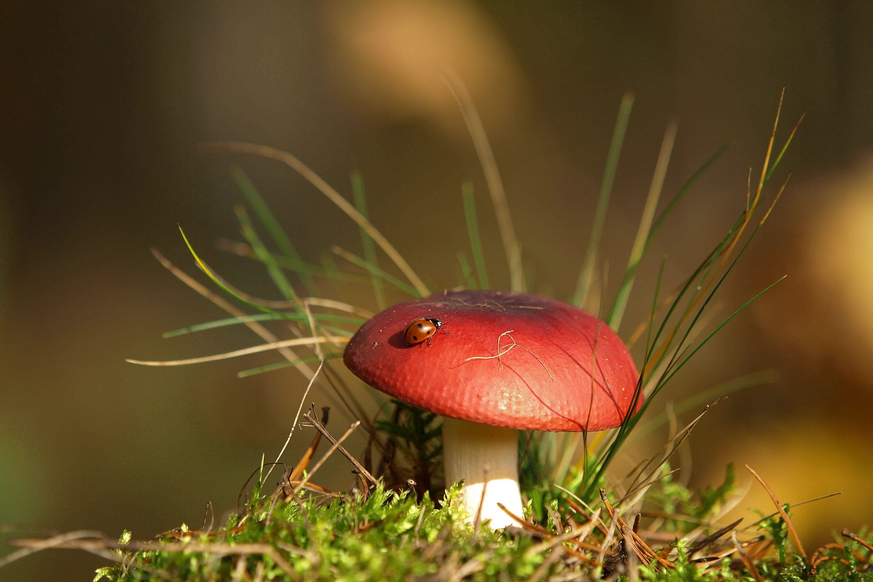 Красный гриб в лесу. Грибы с красной шляпкой съедобные. Красный гриб в лесу. Красненький гриб. Подосиновик красноголовик.