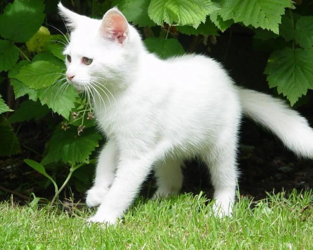 Встретить белую кошку. Бурмилла короткошерстная синеглазый. Белый. Кошка бурмилла с голубыми глазами. Турецкий ван альбинос.