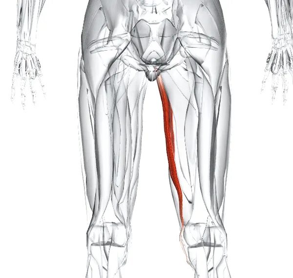 Грацилис мышца бедра. Тонкая мышца- m. gracilis. Тонкая мышца бедра анатомия. Тонкая мышца бедра иннервация. Болят ноги в паху у мужчины