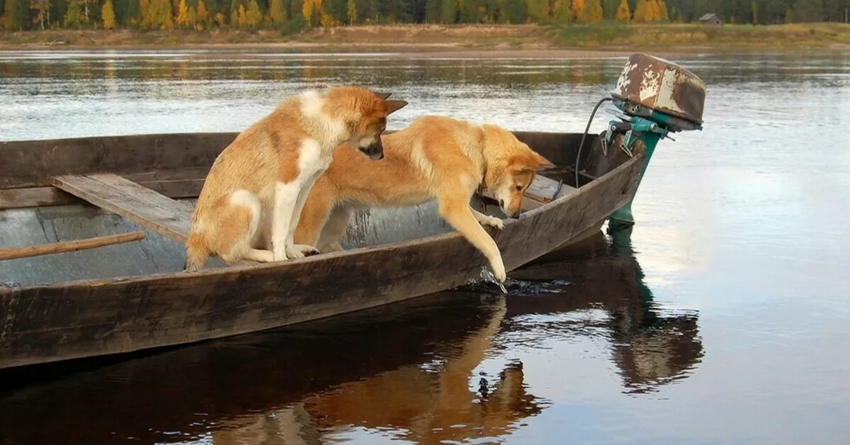 Собака в лодке. Собака для рыбалки. Животные рыбаки. Собака в лодке на рыбалке.