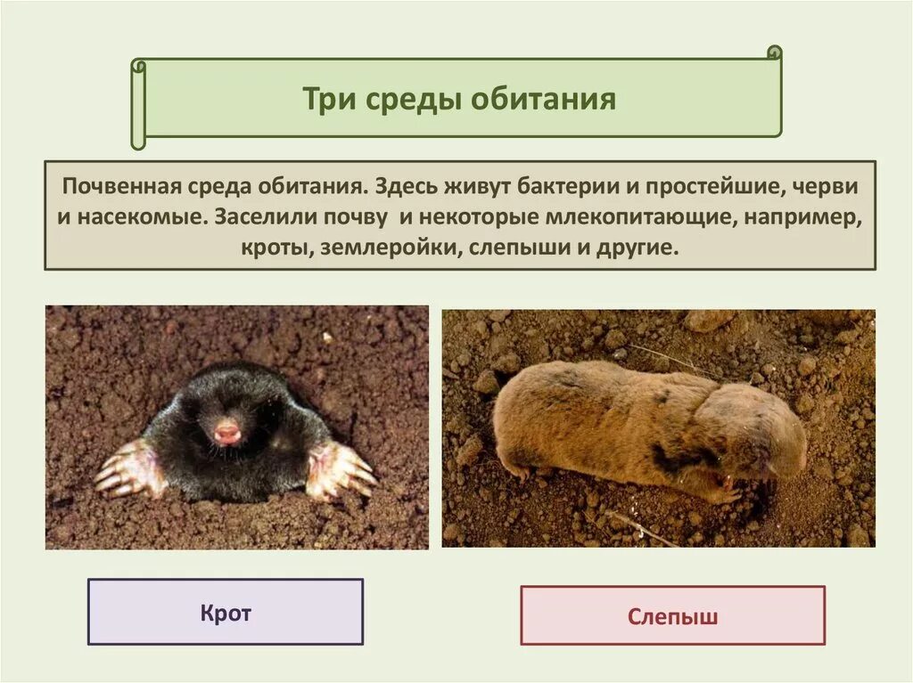 Почвенная среда обитания Крот. Животные почвенной среды обитания Крот. Приспособленность животных к почвенной среде. Организмы обитающие в почвенной среде.