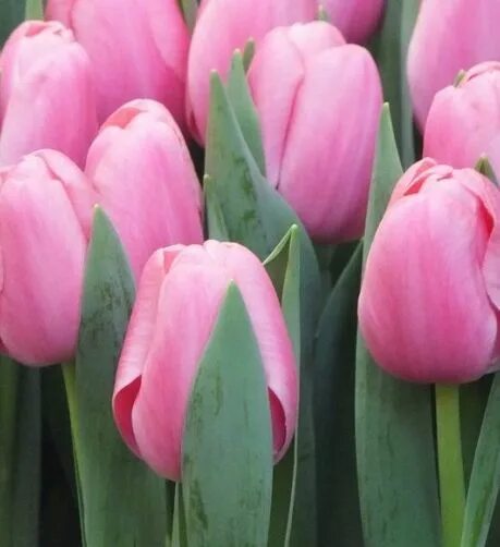 Tulip 'Tresor' Tulips, Flowers, Rose
