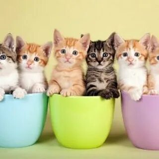 Котик ка