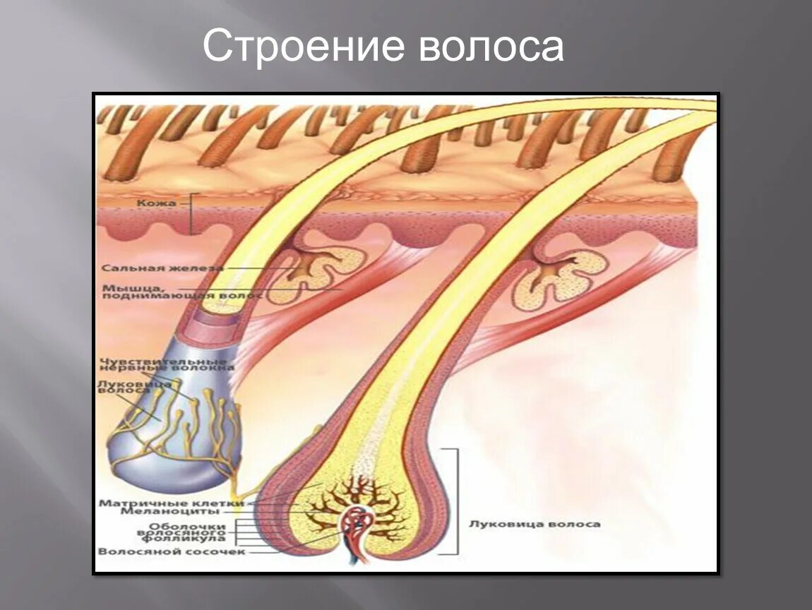 Строение волоса. Строение волосяного фолликула. Волос строение волоса. Строение Солос.