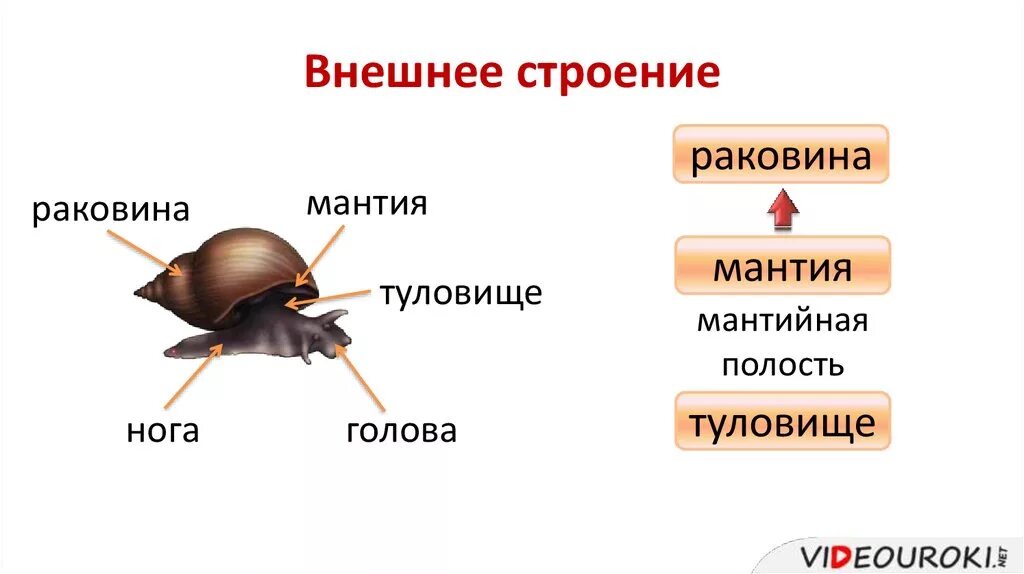 Брюхоногие моллюски внешнее строение. Класс брюхоногие моллюски внешнее строение. Мантия класс брюхоногие моллюски. Внешнее строение раковины брюхоногого моллюска. Голова брюхоногих