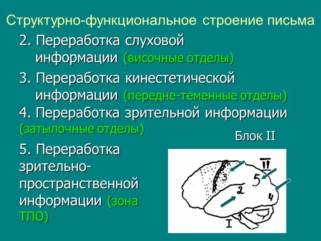 Переработка кинестетической информации. Структурно функциональное строение письма. Переработка слуховой информации. Зоны мозга и их функции в нейропсихологии. Переработка информации в зрительной коре