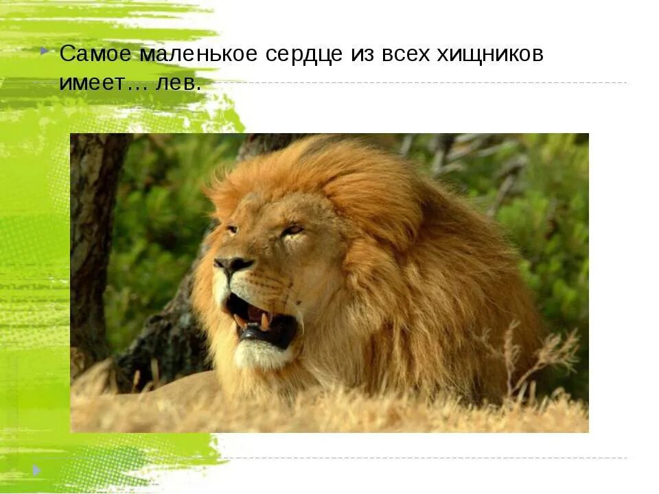 В мире животных в какое время. Интересные факты о животных. интересный материал о животных. интересне факт пра жевотнх. это интересно про животных.