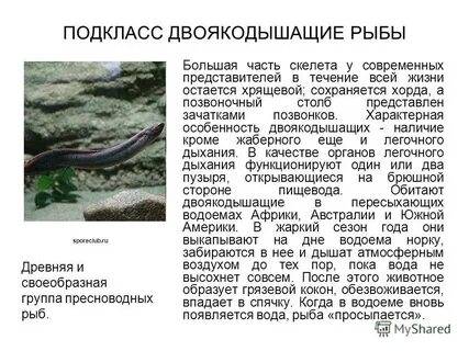 Особенности двоякодышащих рыб
