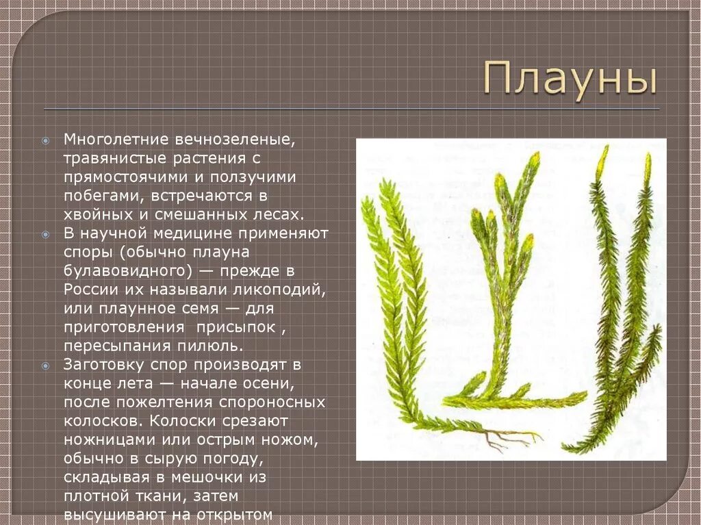 Признаки плаунов 7 класс. Побег плауна булавовидного. Плаун, сфагнум, хвощ. Мох плаун булавовидный. Плауна булавовидного папоротник.