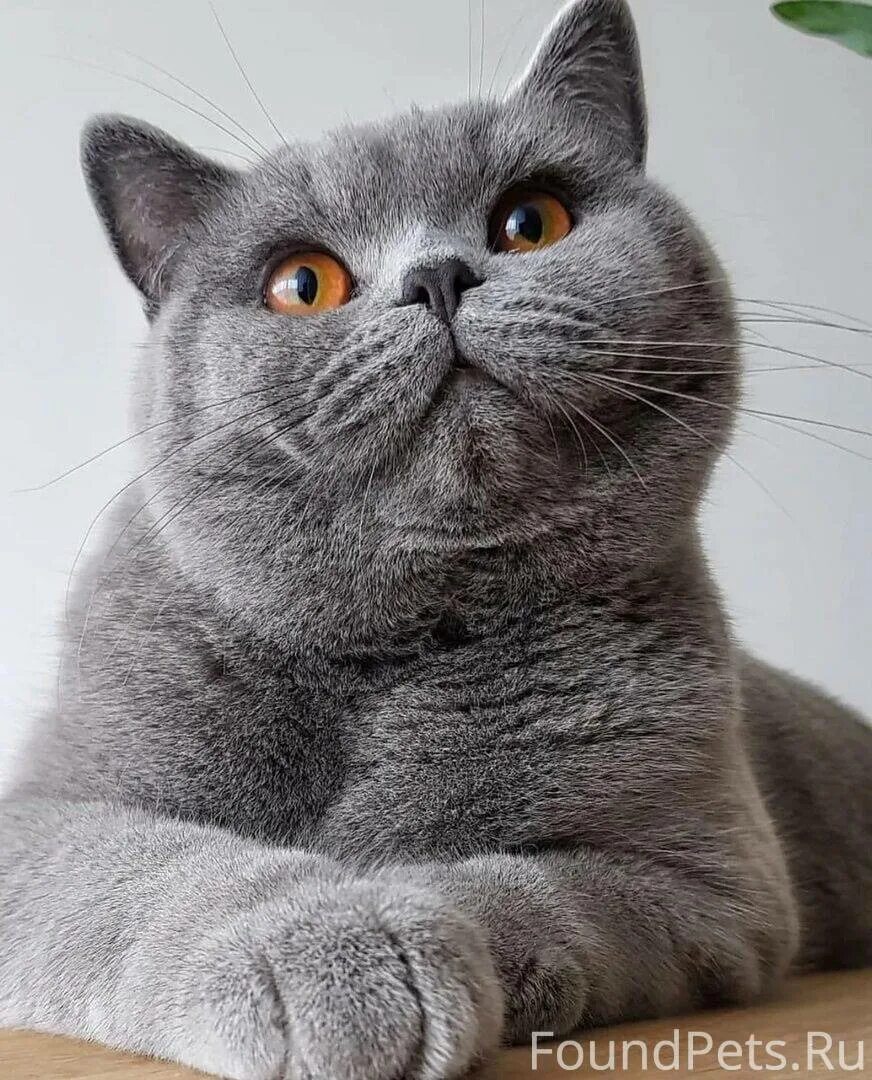 Добрый британский кот. Британская короткошёрстная кошка. британская кошка короткошерстная серая. кот бася британец. порода кошек скоттиш страйт.