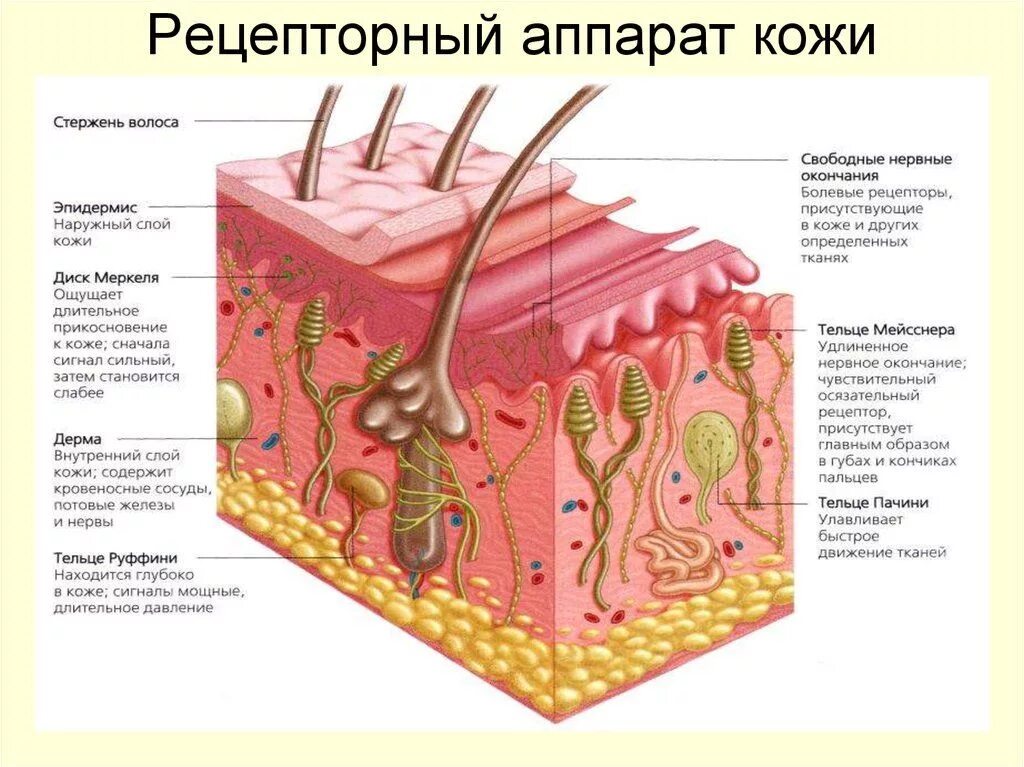 Нервно рецепторный аппарат кожи. Строение кожи и рецепторный аппарат кожи. Рецепторный аппарат кожи и связи кожи с другими системами организма. Схематическое строение рецепторов кожи.