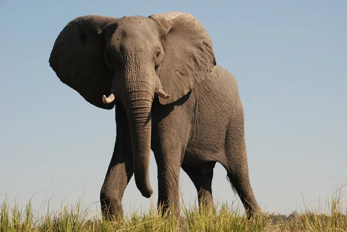 Huge elephant. Африканский саванный слон. 4. Африканский саванный слон. Лоно. Красивый слон.