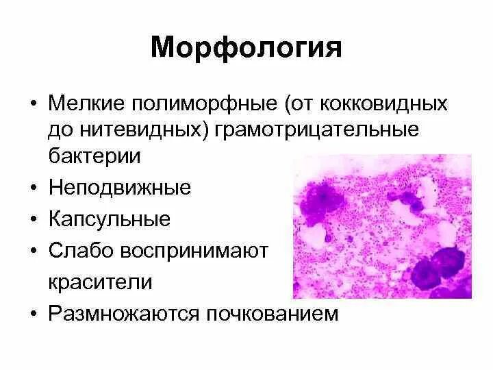 Ацидофильными называют структуры воспринимающие красители