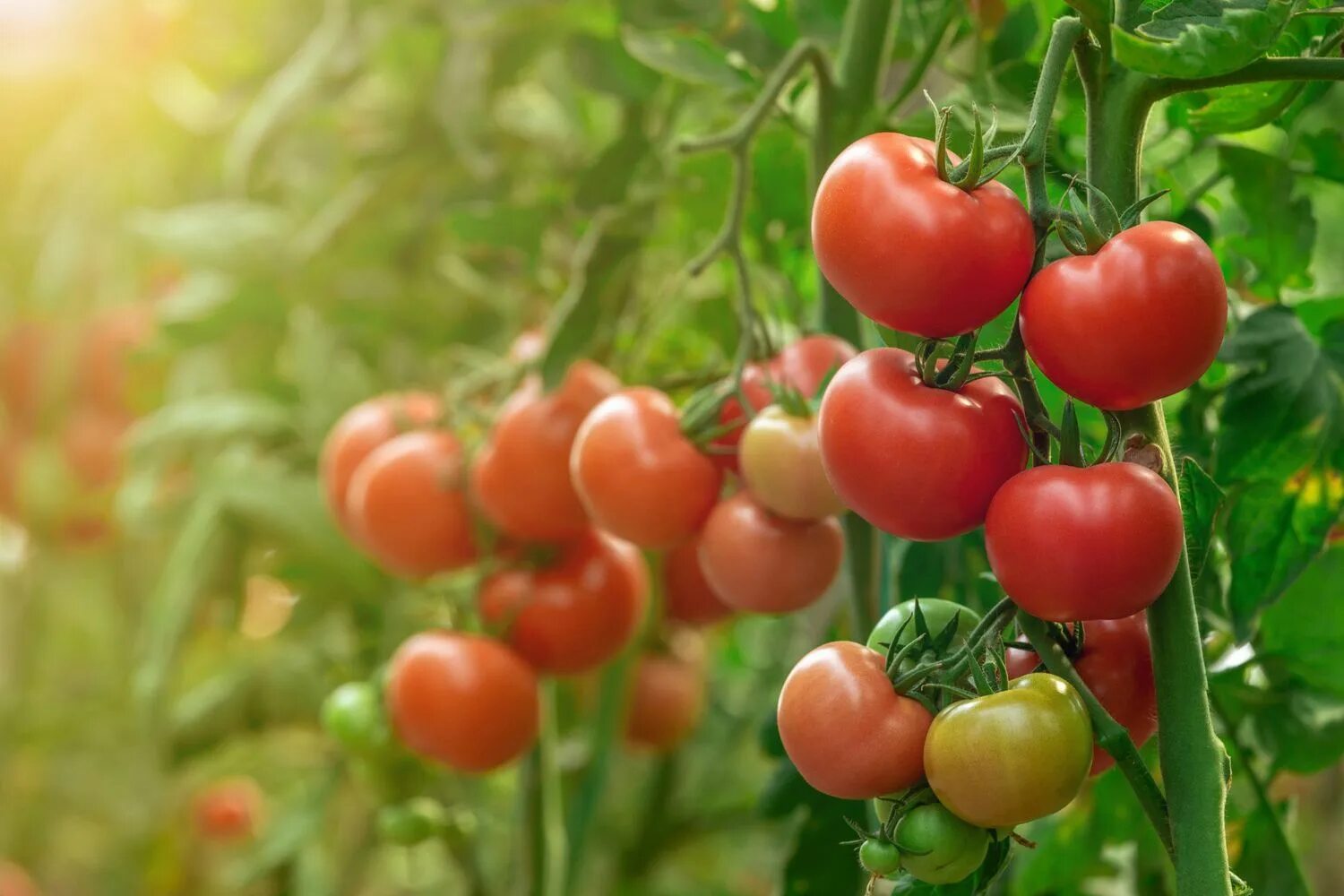 Tomato grow