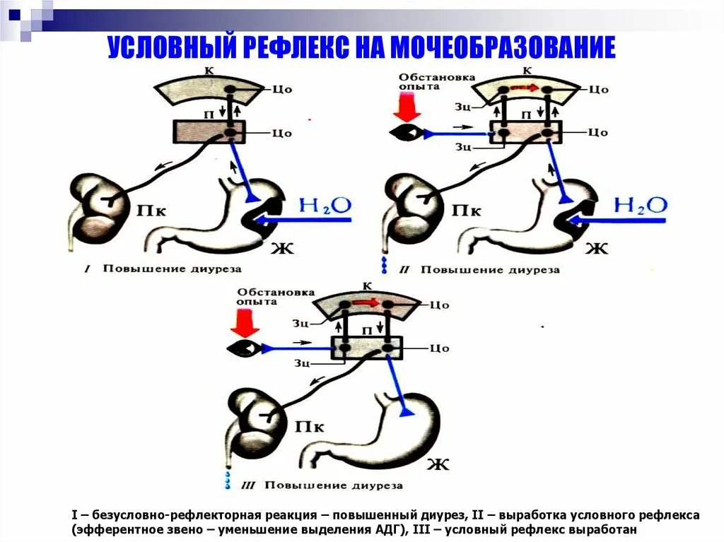 Рефлекторная дуга мочеиспускания схема. Рефлекс погружение. Безусловные двигательные рефлексы. Сгибательный рефлекс физиология. Рефлекс отто.