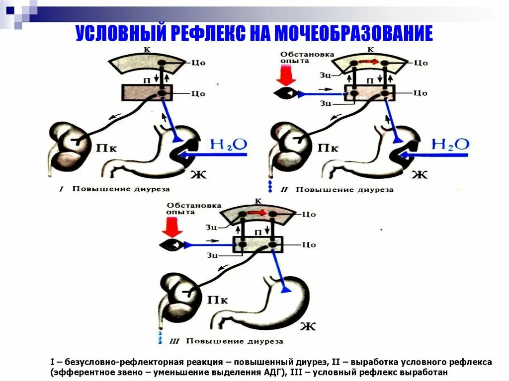 Рефлекс анализы. Условный рефлекс на дефекацию. Рефлекторная дуга рефлекса мочеиспускания. Условный пищевой рефлекс. Рефлекторная дуга мочеиспускания физиология.