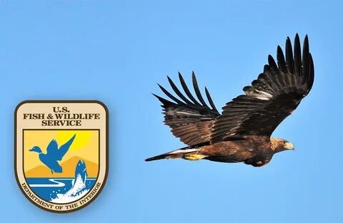 Wildlife services