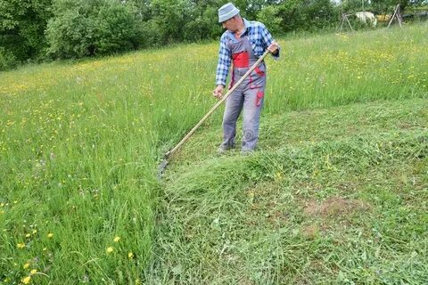 Скосить траву корень