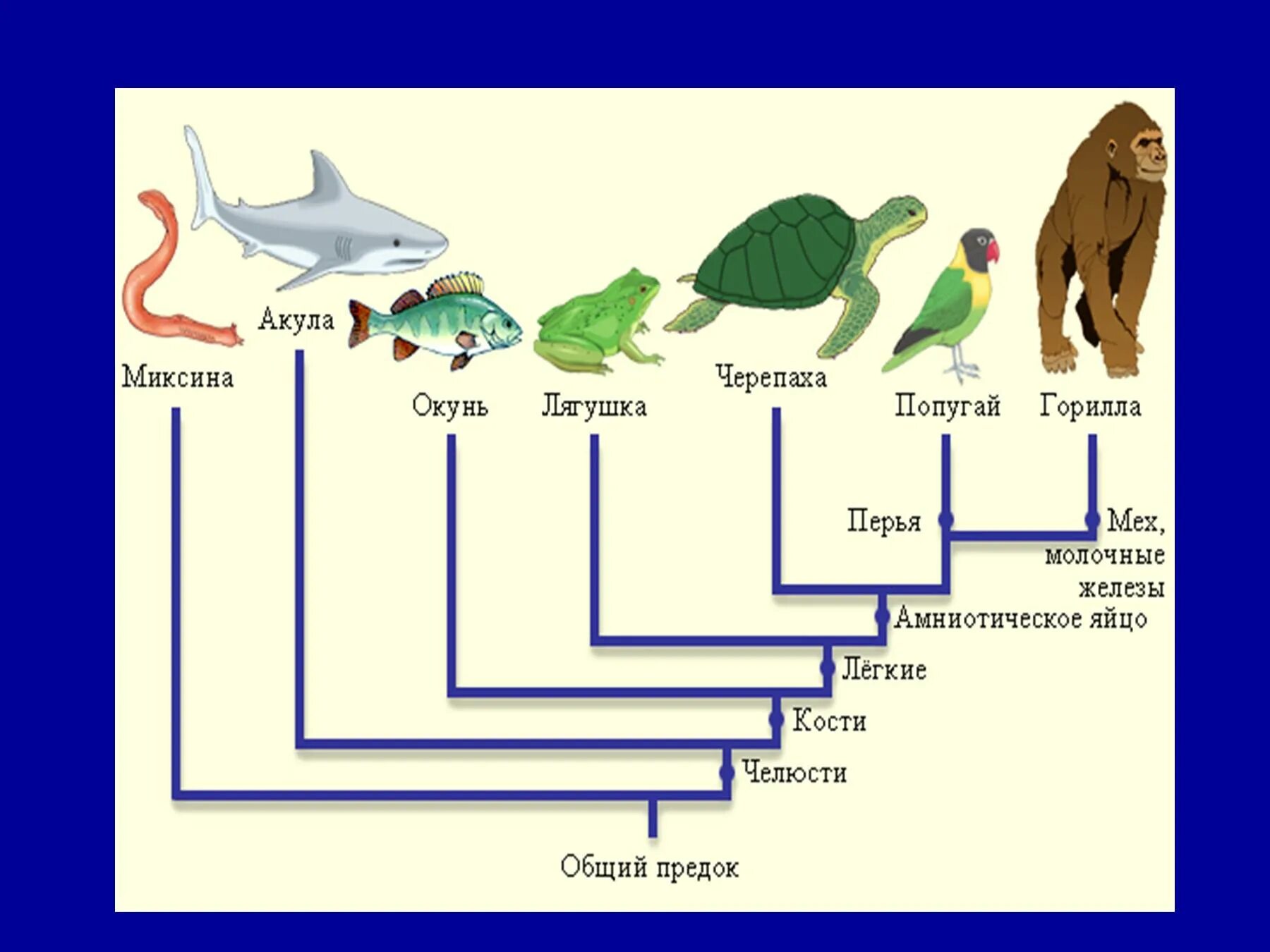 Примеры эволюции живых организмов. Эволюция животных. Эволюция животных схема. Эволюция видов живых организмов. Эволюционная линия животных.