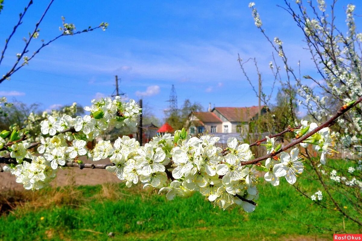 Деревня 1 мая. Майский Цветущий Яблоневый сад. Цветущий Яблоневый сад весной. Псков Яблоневый сад. Цветущие яблони Яблоневый сад весной.