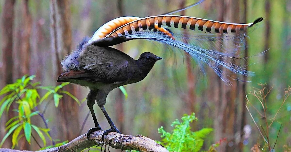 The Magnificent Greater Bird-of-paradise Beautiful birds, Exotic birds, Greater 