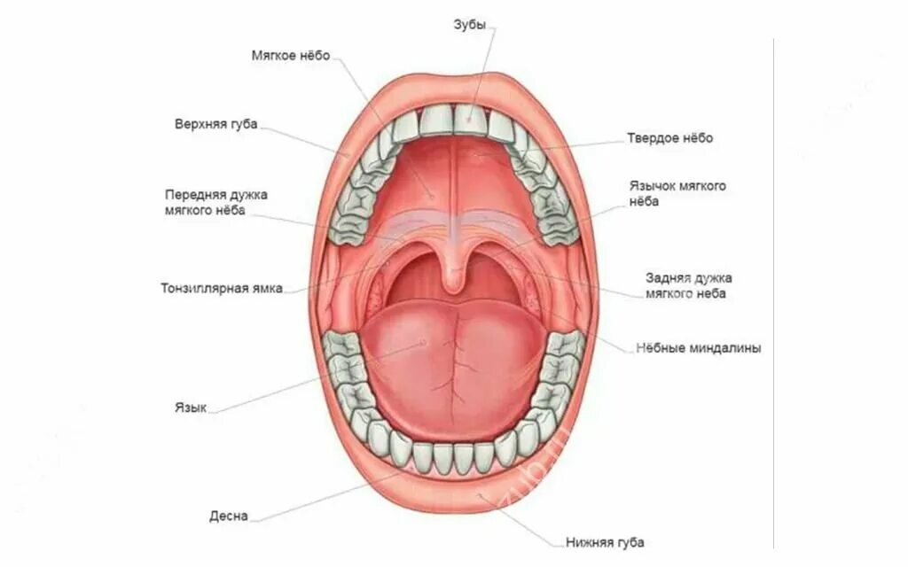 Язычок во рту как называется. Полость рта строение анатомия. Ротовая полость анатомия зубы. Мягкое небо ротовой полости строение. Строение ротовой полости человека анатомия.