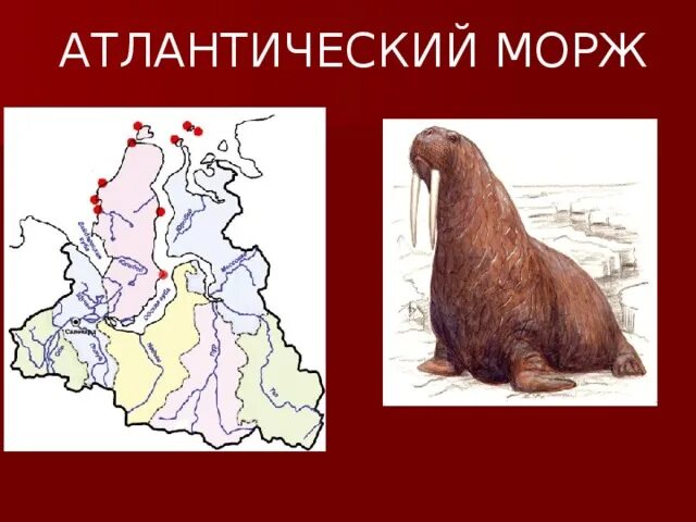 Морж место обитания. Морж место обитания. Атлантический морж ареал. Атлантический морж ареал. Морж описание.