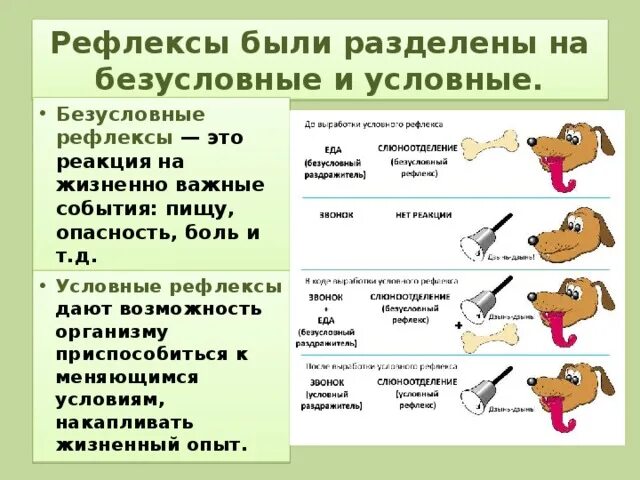 Рефлексы условные и безусловные схема. Безусловный рефлекс слюноотделения. Условные и безусловные рефлексы пищеварительной системы. Условный рефлекс слюноотделения.