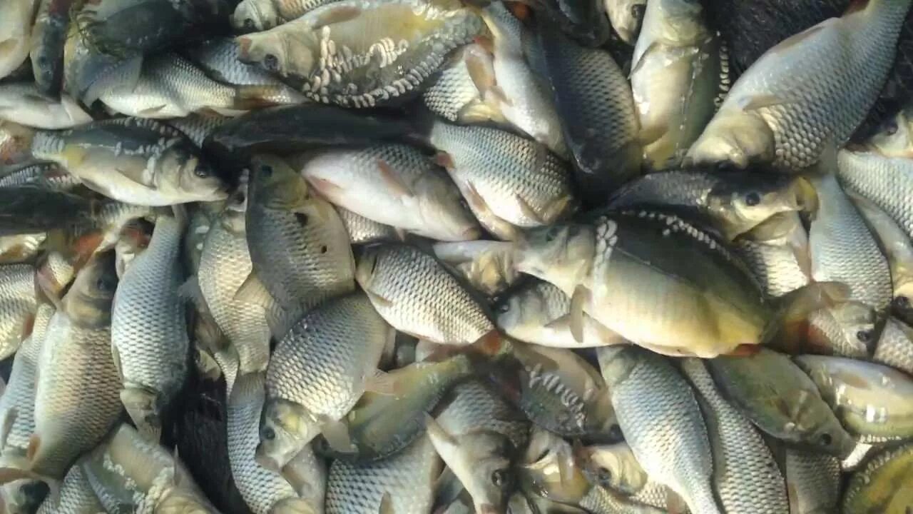 Малек сеголетка. Карп стоит. Карп 1. Карп стоит. Карп 1 кг.