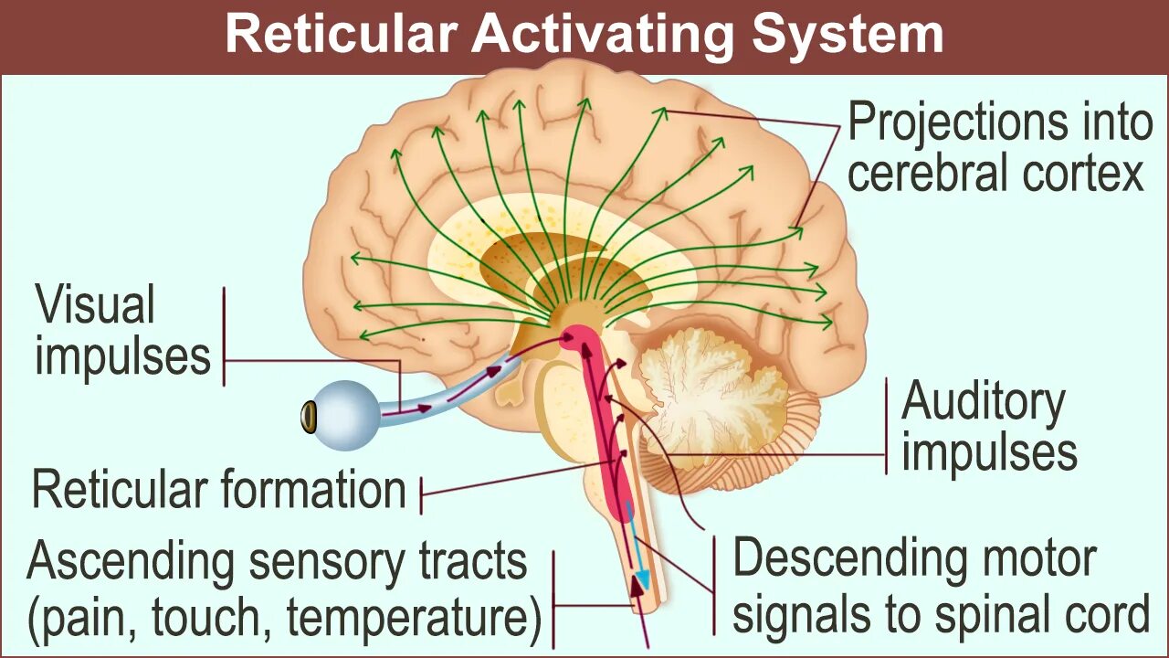 Activate system. Ras the reticular activating System. Reticular formation. Reticular formation of brainstem. Reticular activating System and Cortex.