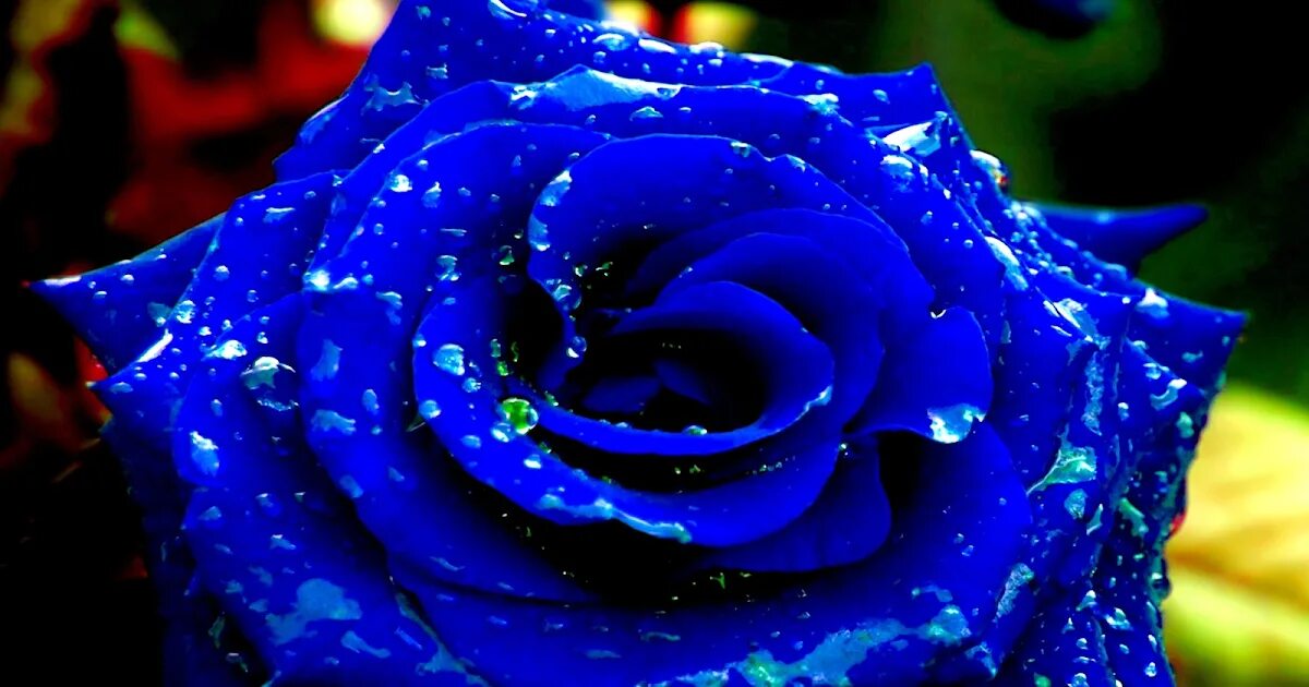 Гул цвет. Крупные цветы. Грин роуз сорт. Красные розы. Роза ультрамарин.