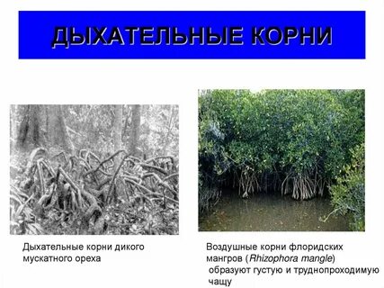 В процессе дыхания корни