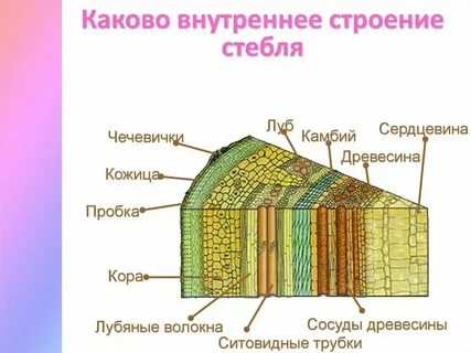 Луб стебля какая ткань