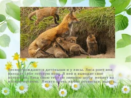 Жизнь животных весной н и сладкова