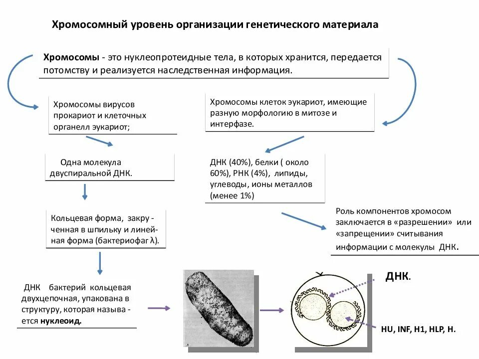 Геномный уровень организации генетического материала. Уровни организации наследственного материала. Уровни организации генетического материала эукариотической клетки. Генный Геномный и хромосомный уровни организации. Организация наследственного материала