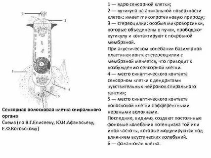 Волосковая сенсорная клетка