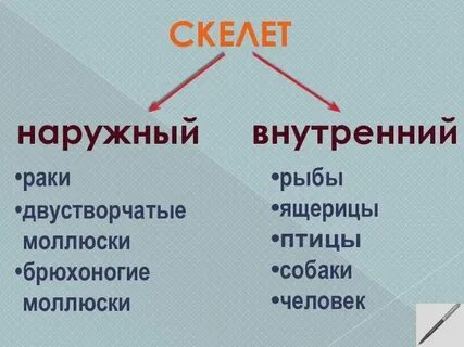 Опора биология