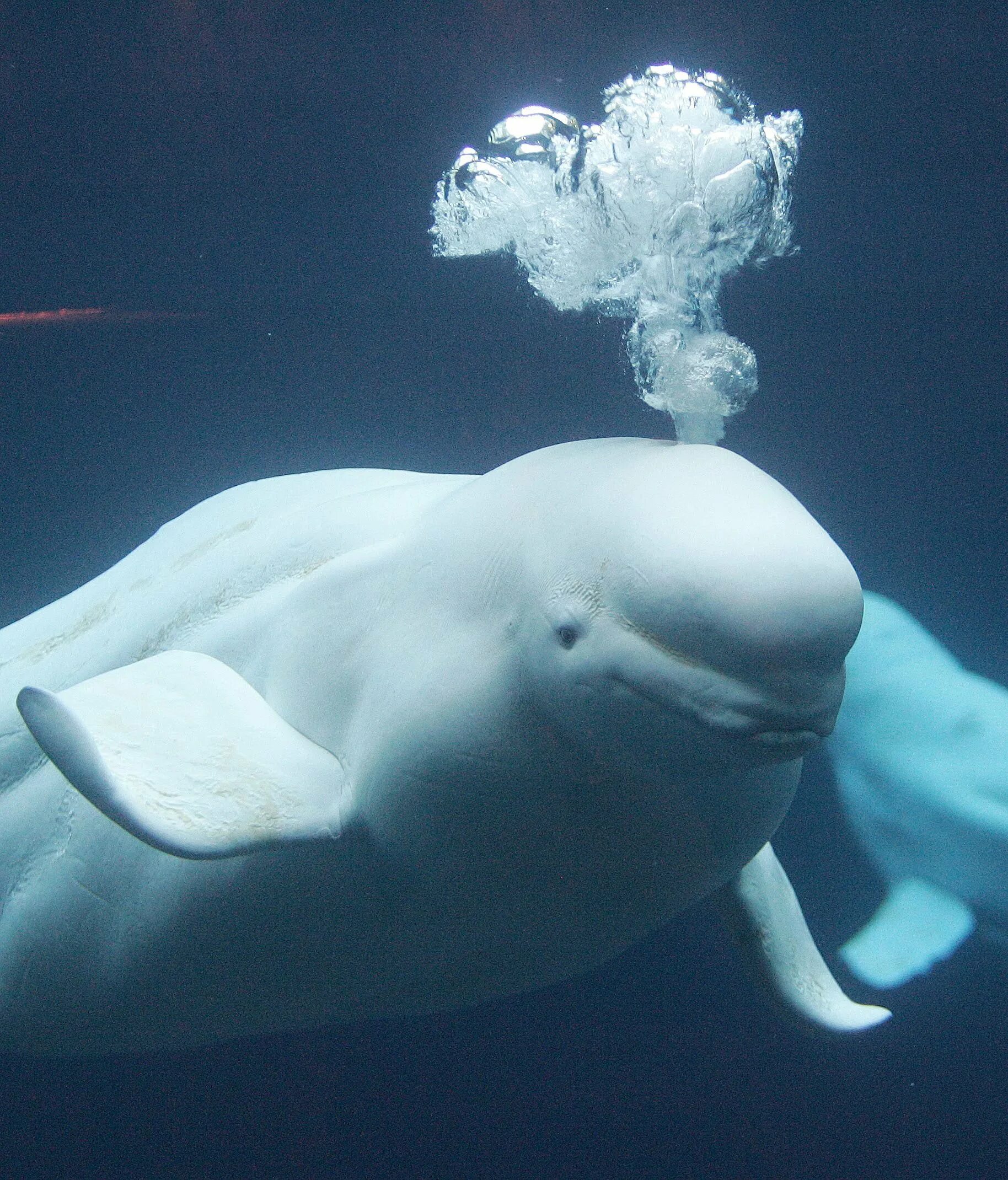 К какой группе океана относится белуха. Кит Белуха. Белуха в Арктике. Арктический Дельфин Белуха. Белый кит Белуха.