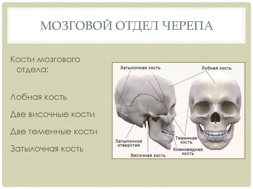 Кости лицевого черепа анатомия строение. Кости мозгового отдела черепа человека. Строение костей мозгового отдела черепа человека. Мозговой отдел черепа. Строение костей мозгового отдела черепа.. Черепно мозговую кость