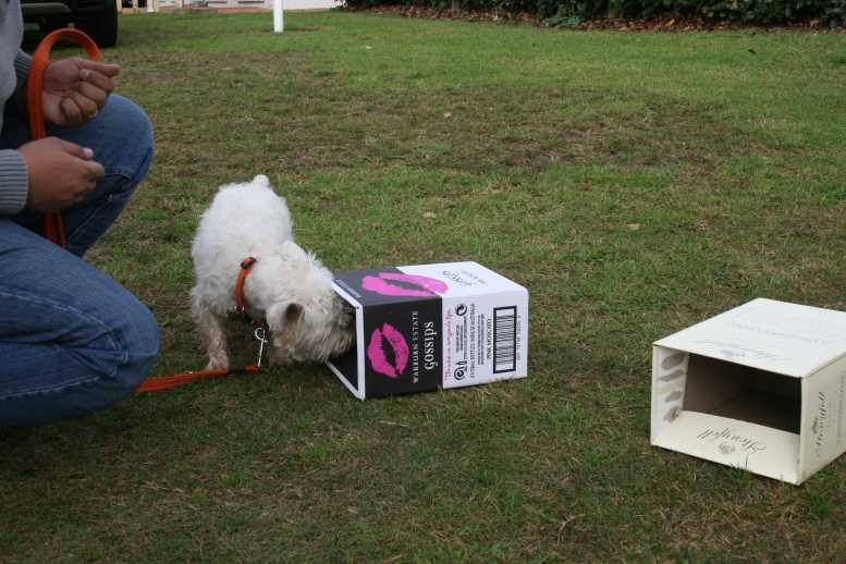 Ноузворк для собак. Ноузворк. Ноузворк. Собака для ноузворка. Ноузворк.