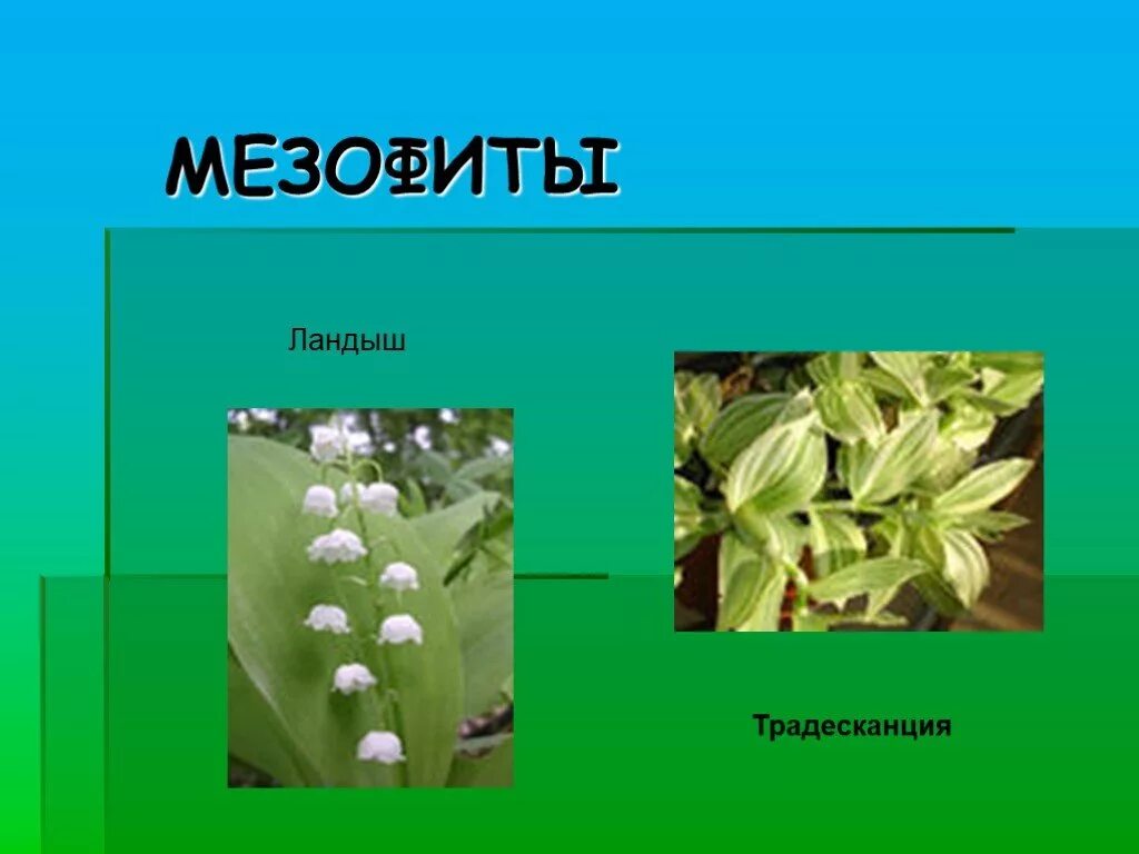 К мезофитам относятся растения. Растения мезофиты. мезофиты примеры. мезофиты приспособления. мезофиты примеры растений.