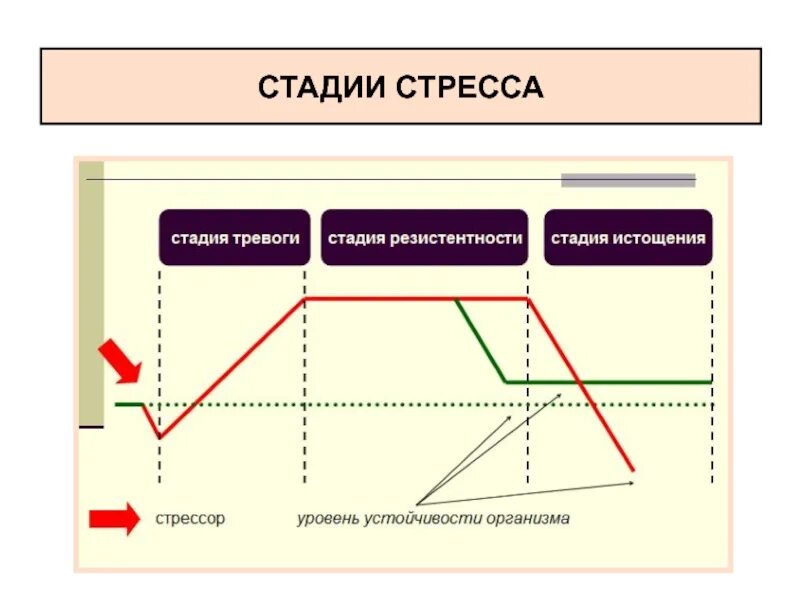 Назови стадии стресса. Стадии стресса. Стадии развития стресса. Стадии стресса в психологии. Три фазы стресса.