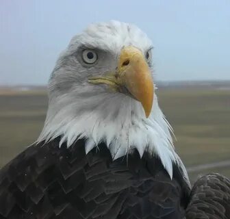 Соц сети орла