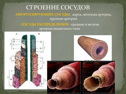 Какие ткани образуют сосуды