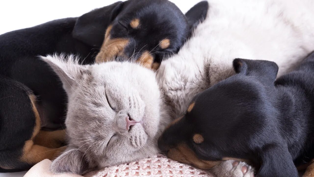 Спящие животные вместе. Кошки и собаки. кошки и собачки. милые спящие котята. домашние животные все вместе фото.