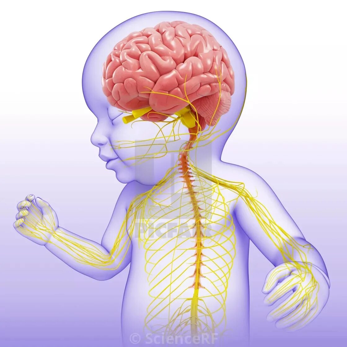 Нервная система ребенка. Нервная система новорожденного. Центральная нервная система ребенка. Головной мозг ребенка.