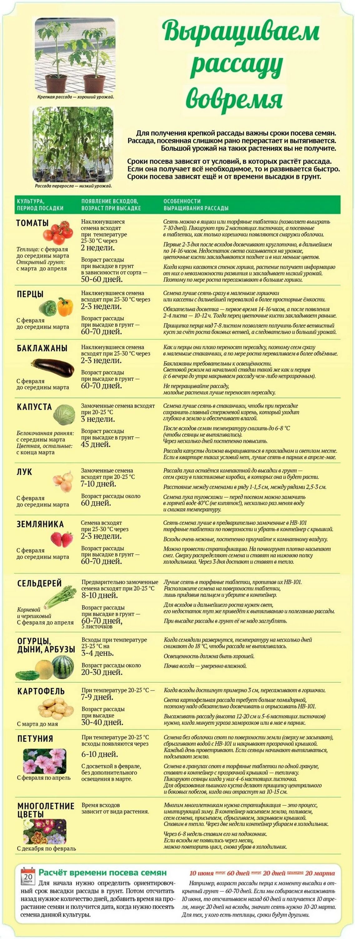 Через сколько дней всходят сухие семена перца